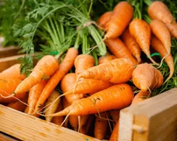 Carrot Chronicles: A Vibrant Tale of Health and Flavor